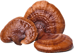 Adaptogenic Mushrooms: What’s the Hype, and Why Are They All Over Your Feed? - Daily Drips